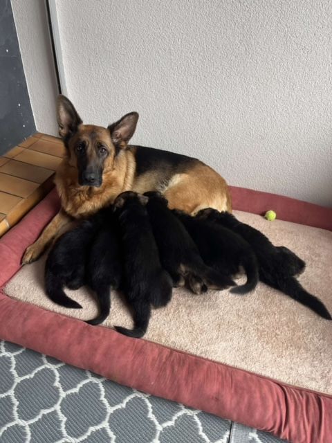 chiot Berger Allemand De La Vallée De La Trigale